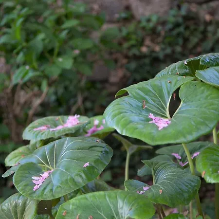 Casa Obras Oda ve Kahvaltı 4*