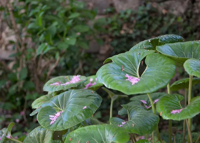 Casa Obras לינה וארוחת בוקר 4*